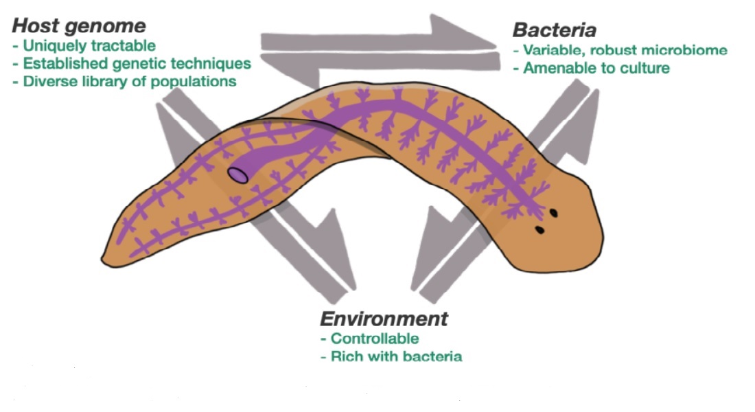 Model of the planarian flatworm its benefits as a research animal
