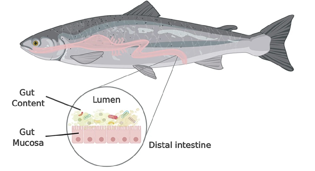 Picture of a Salmon and its micriobiome