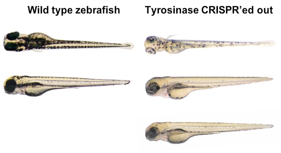 CRISPR fish complete albino