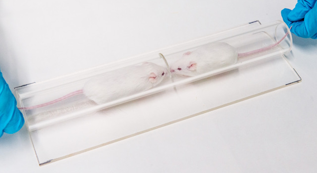 Mice in tube test.