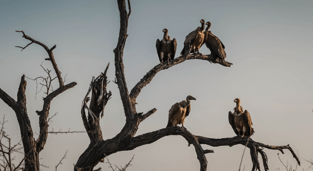 Vultures in a tree