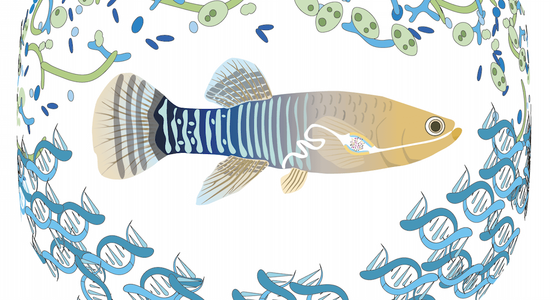 Fish illustration