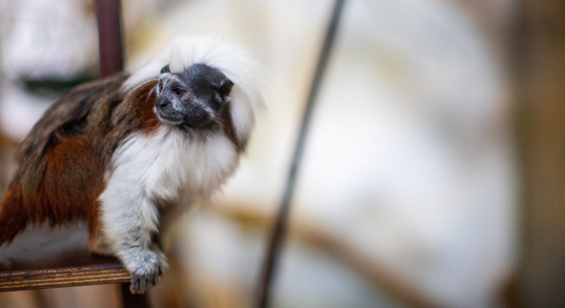 Cotton top tamarin