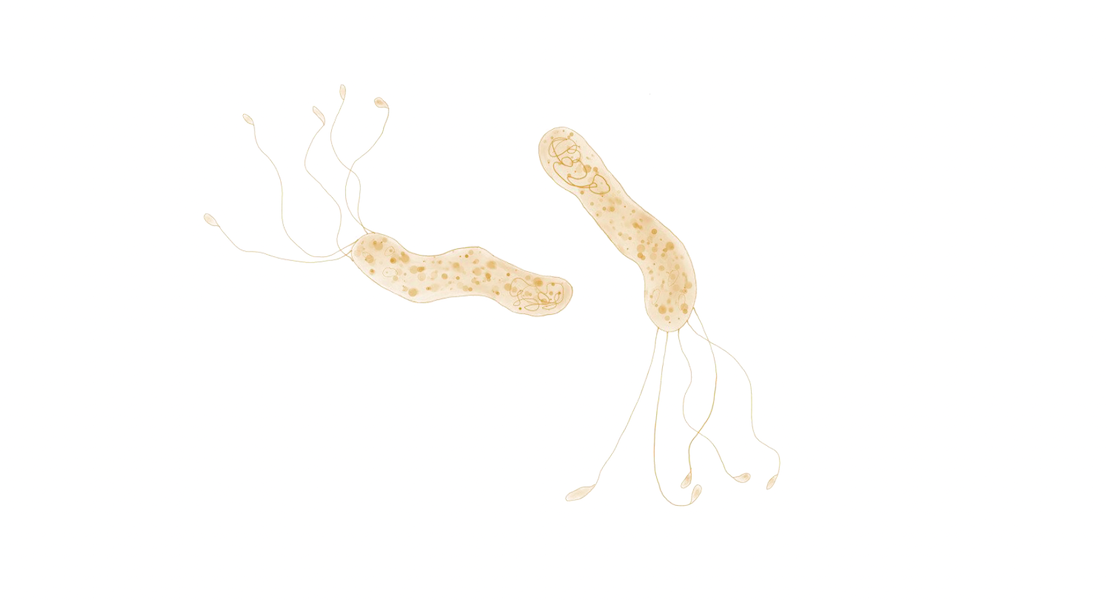 Helicobacter bacteria drawing my PhD Emma Vitale