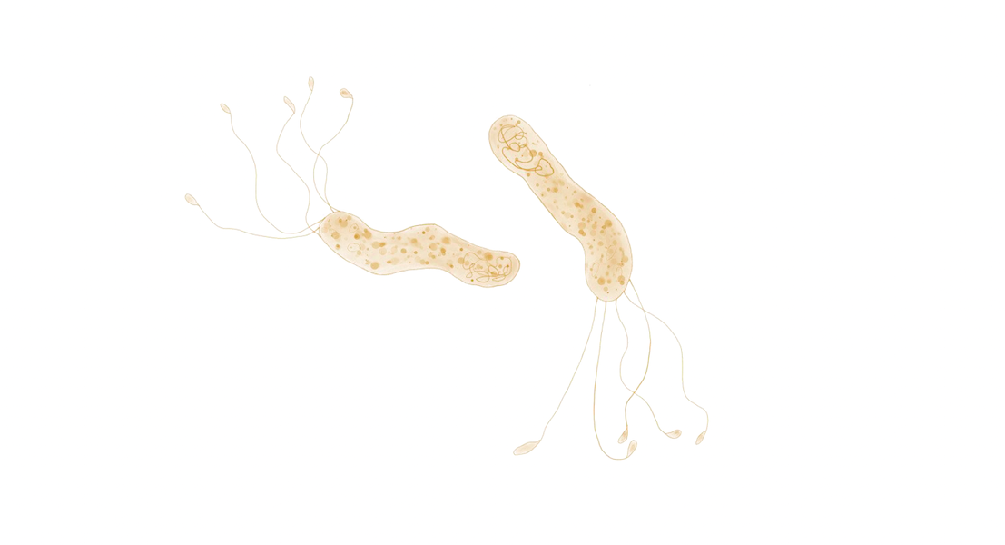 Heliobactor Pylori