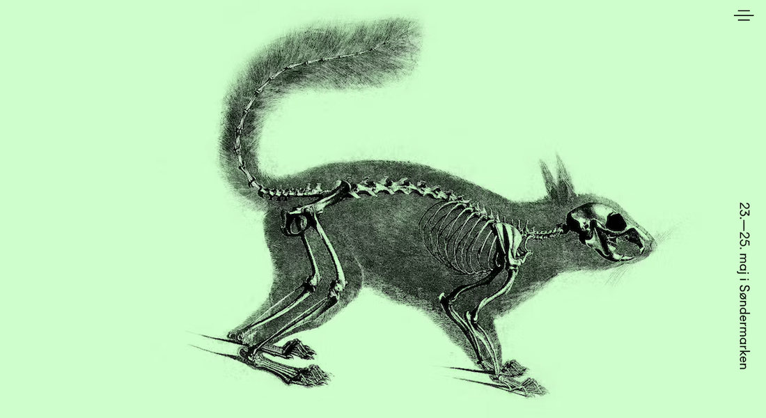 Squirrel
