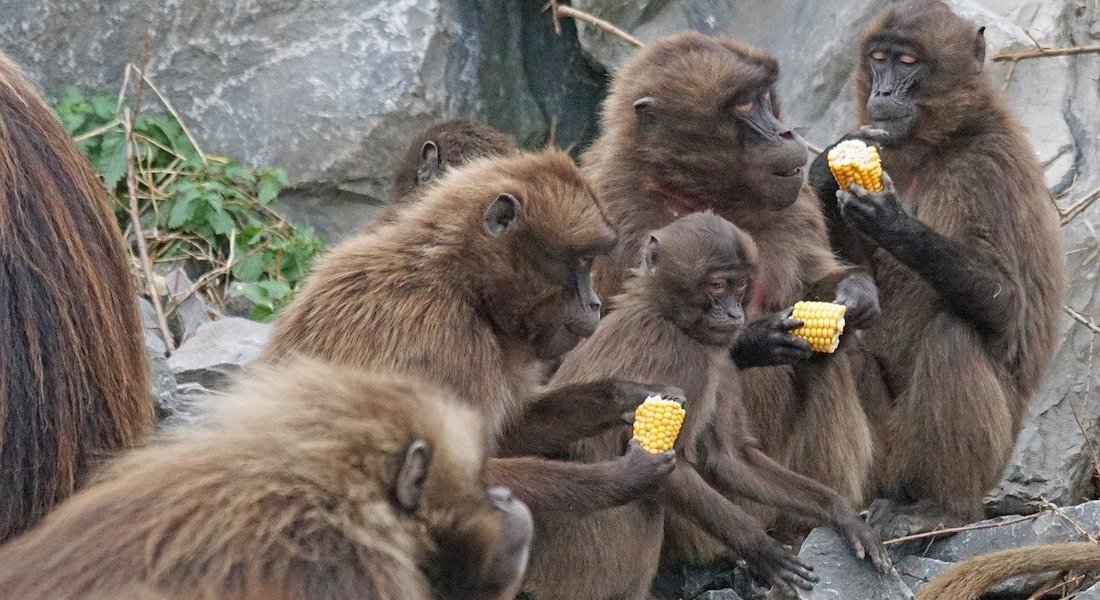 Primates feeding