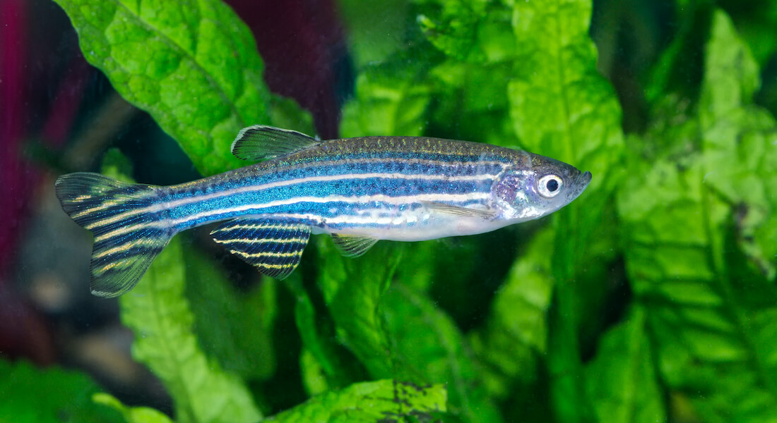 Zebrafish