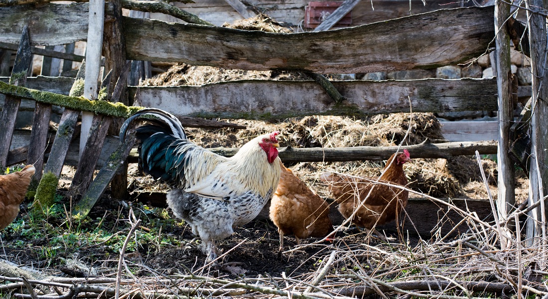 Picture of chickens