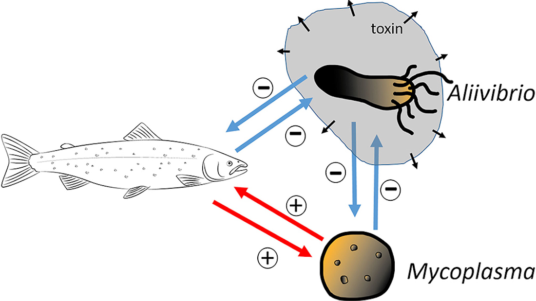 Salmon model