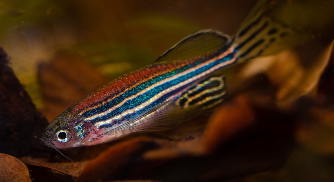 Zebrafish