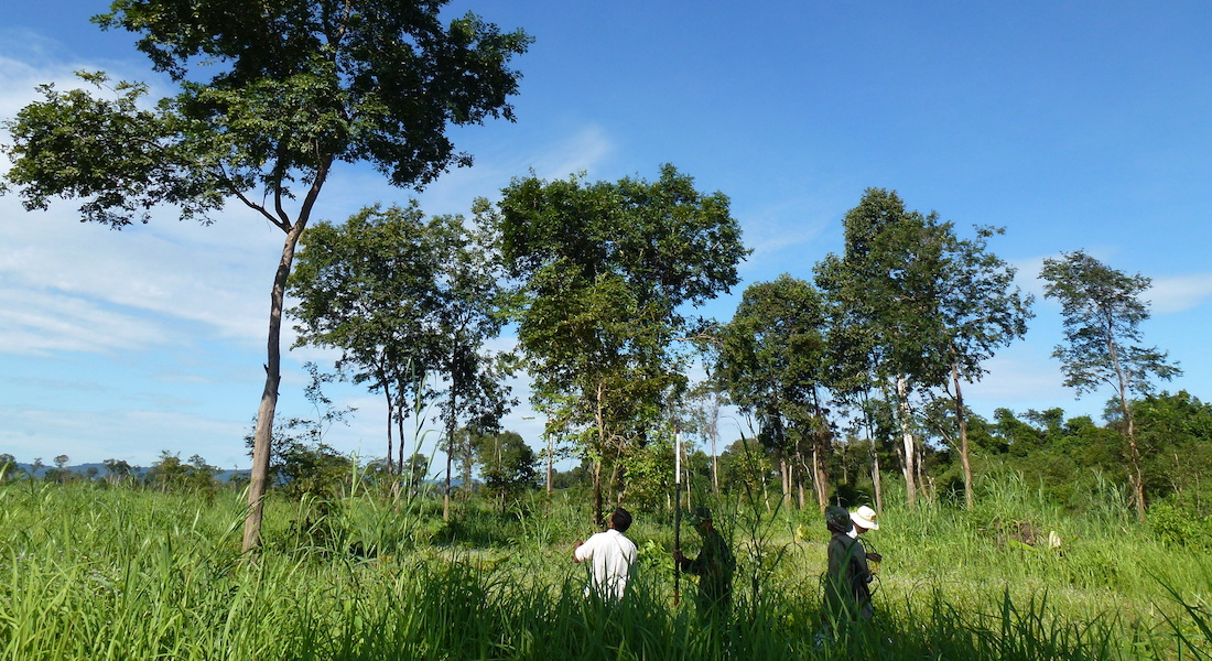 A heavily protected conservation stand north of Siem Reap