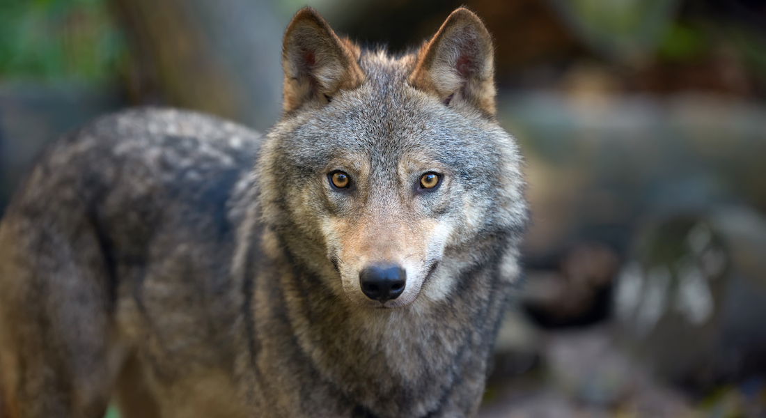 Grey wolf image from Colourbox