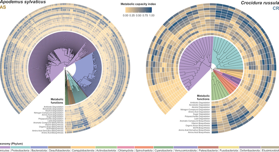 Radial tree visualising the phylogenetic relationship for each high- and medium-quality MAGs.