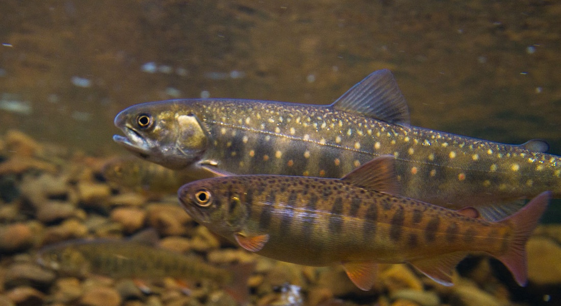 Arctic char