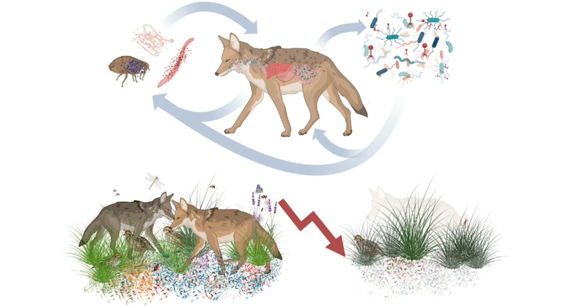 Microbes and wolfes