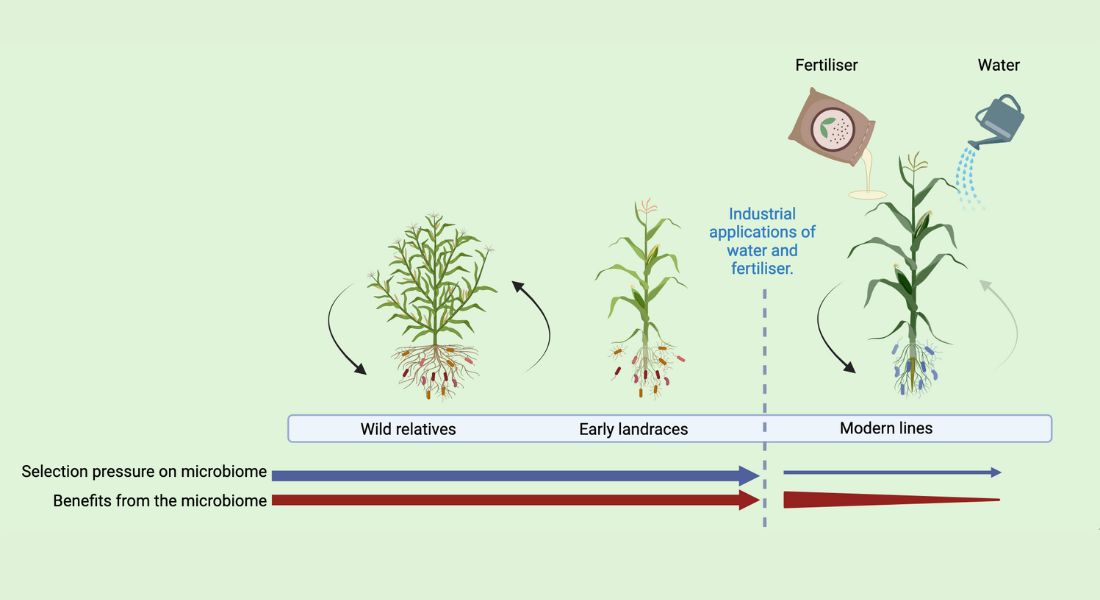 Wild versus modern plant species