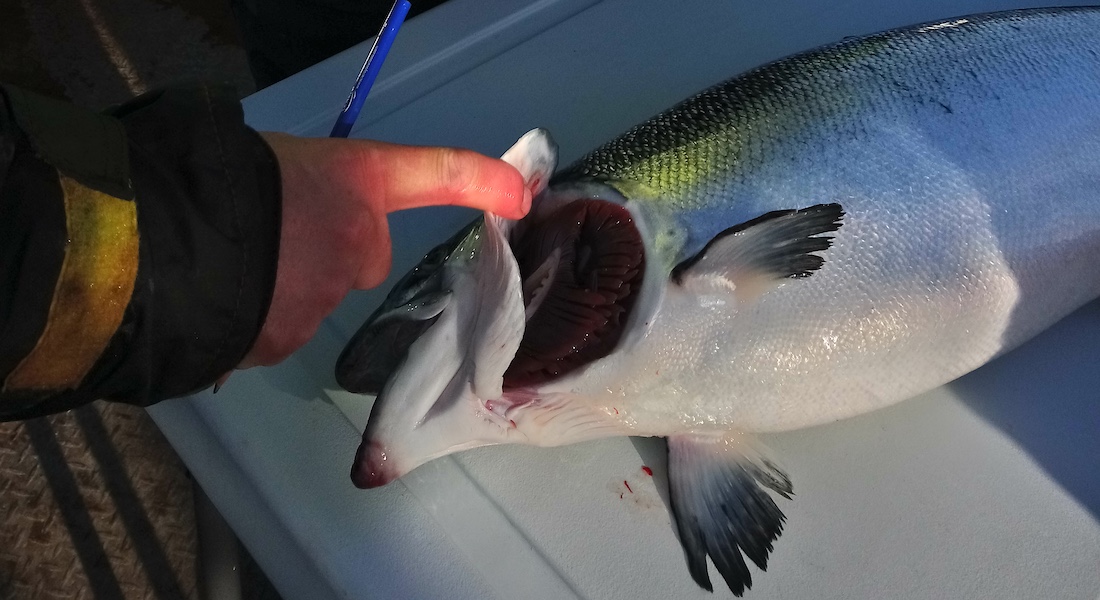 Photo of salmon by Miyako Kodama