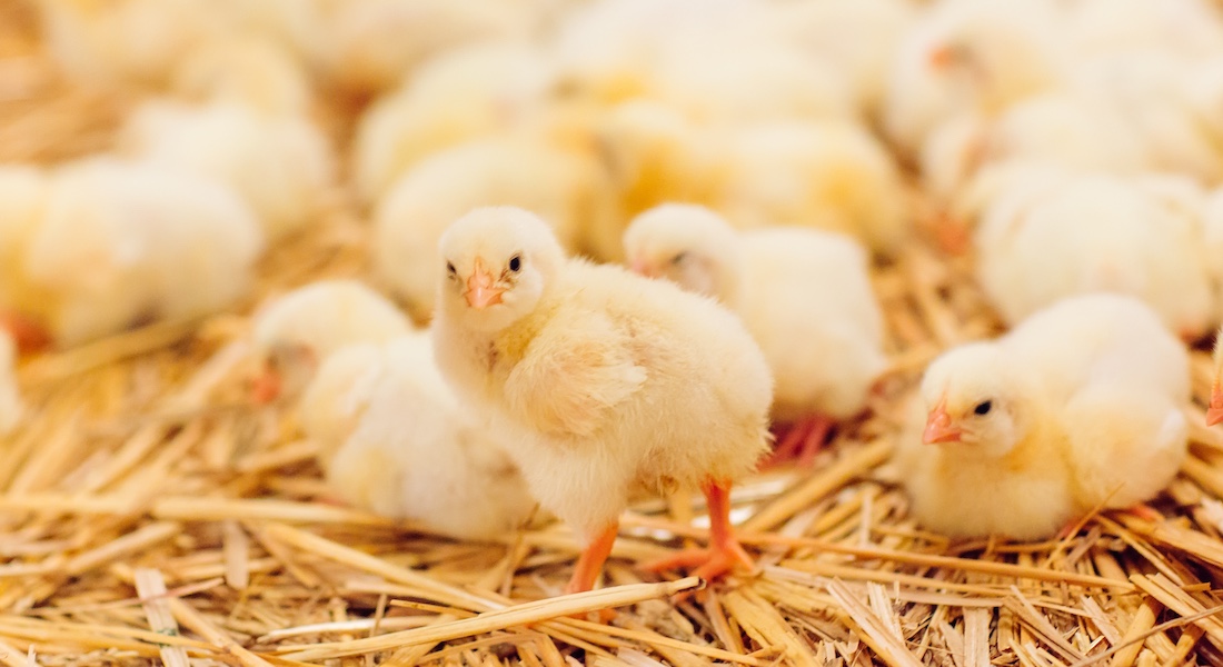 Chicken