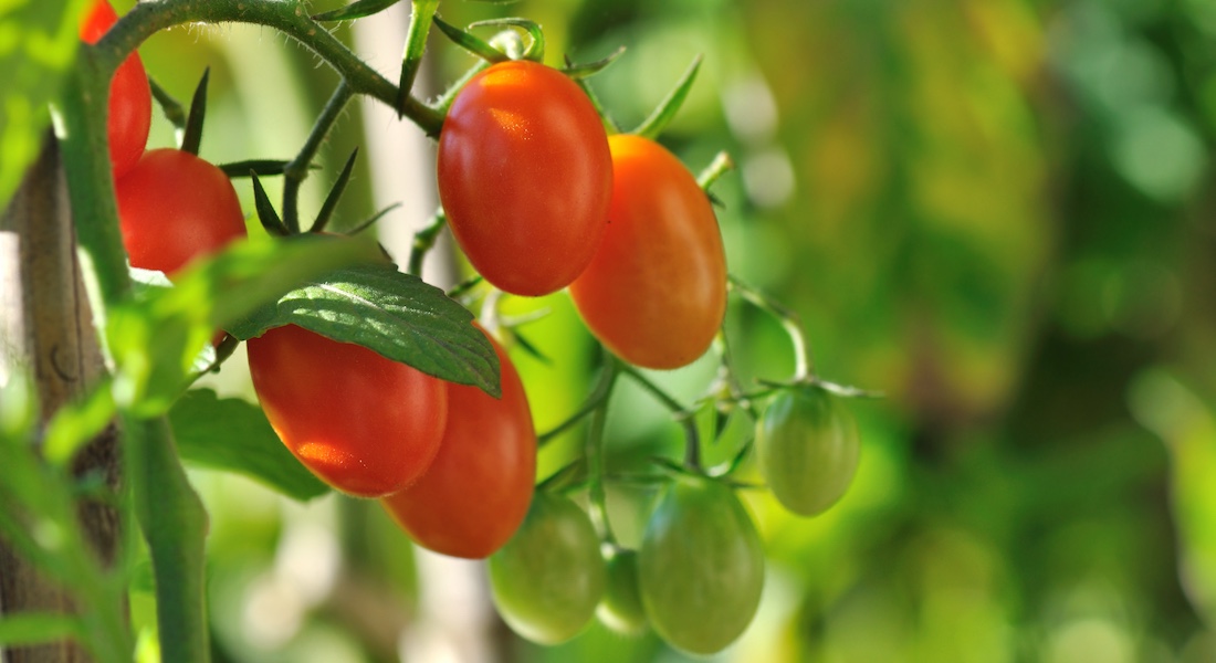 Tomatoes