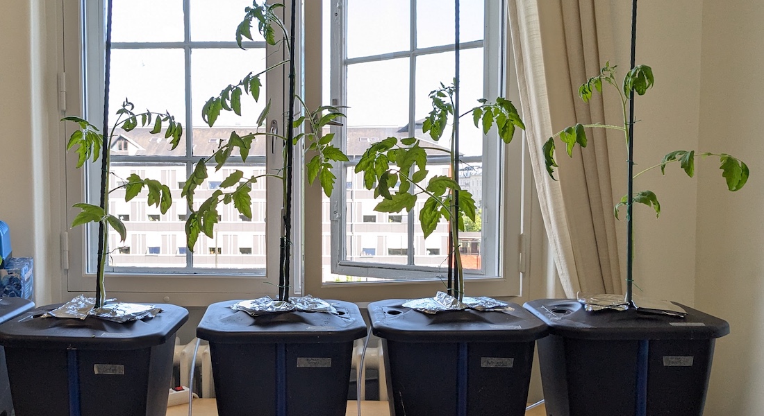 The first tomato plants grown in a pilot study at campus