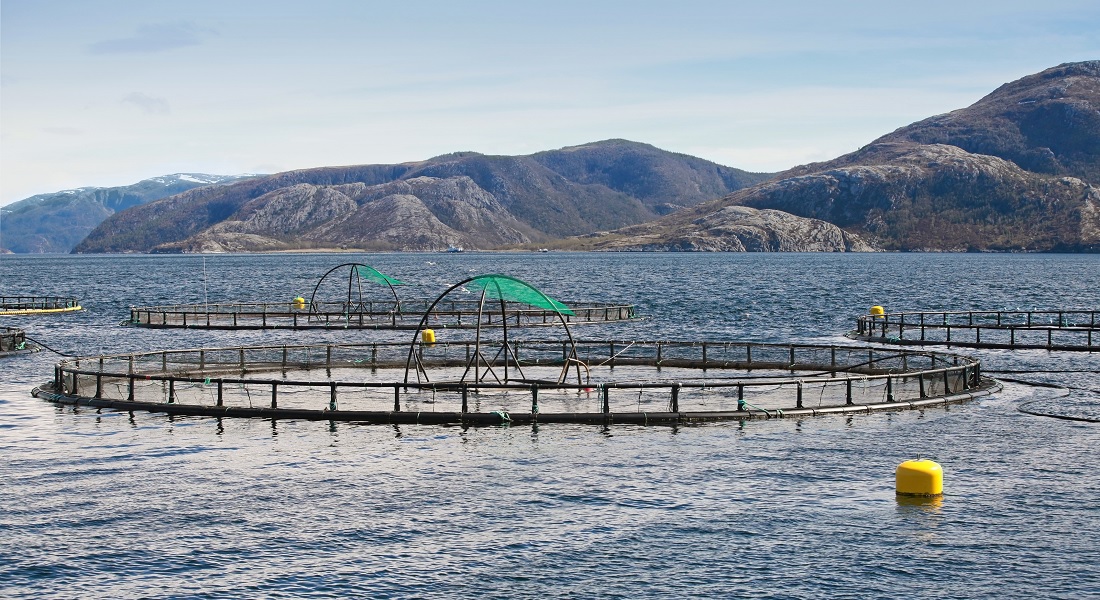 Aquaculture seen from above the water