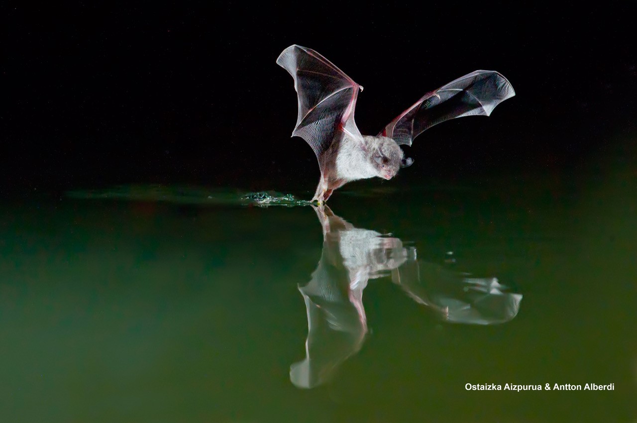 Fishing Bat on the Water