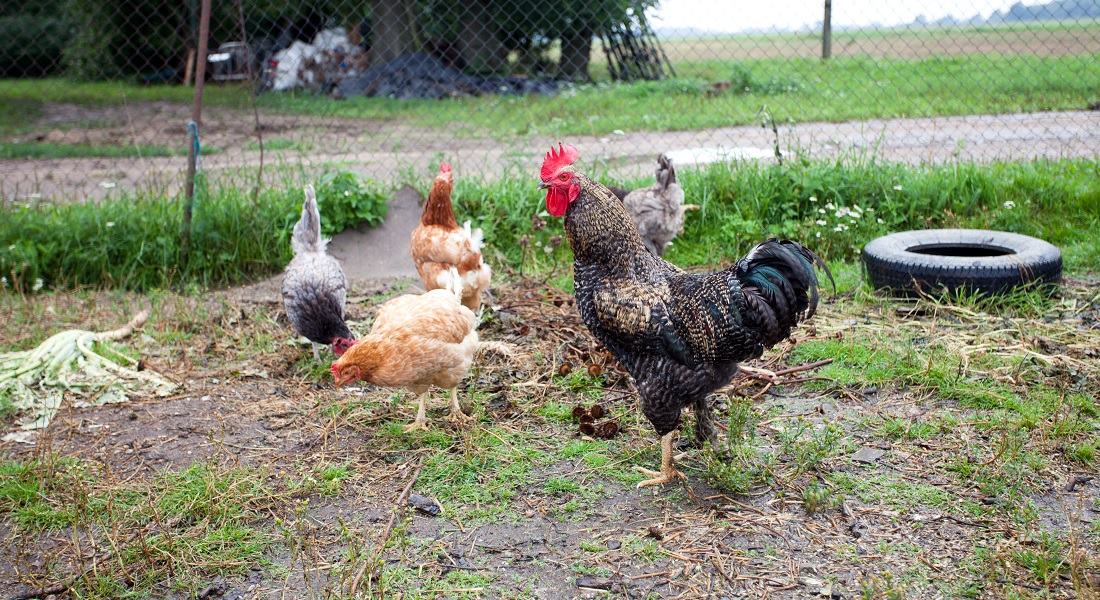 Hens and a chicken in the coop