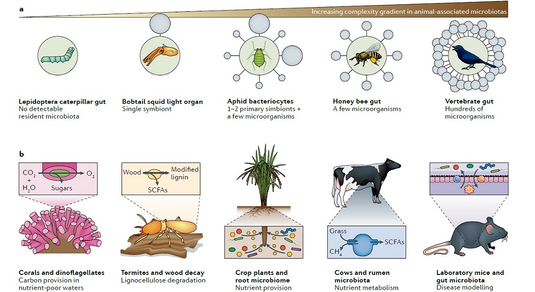 Illustration of hologenomics