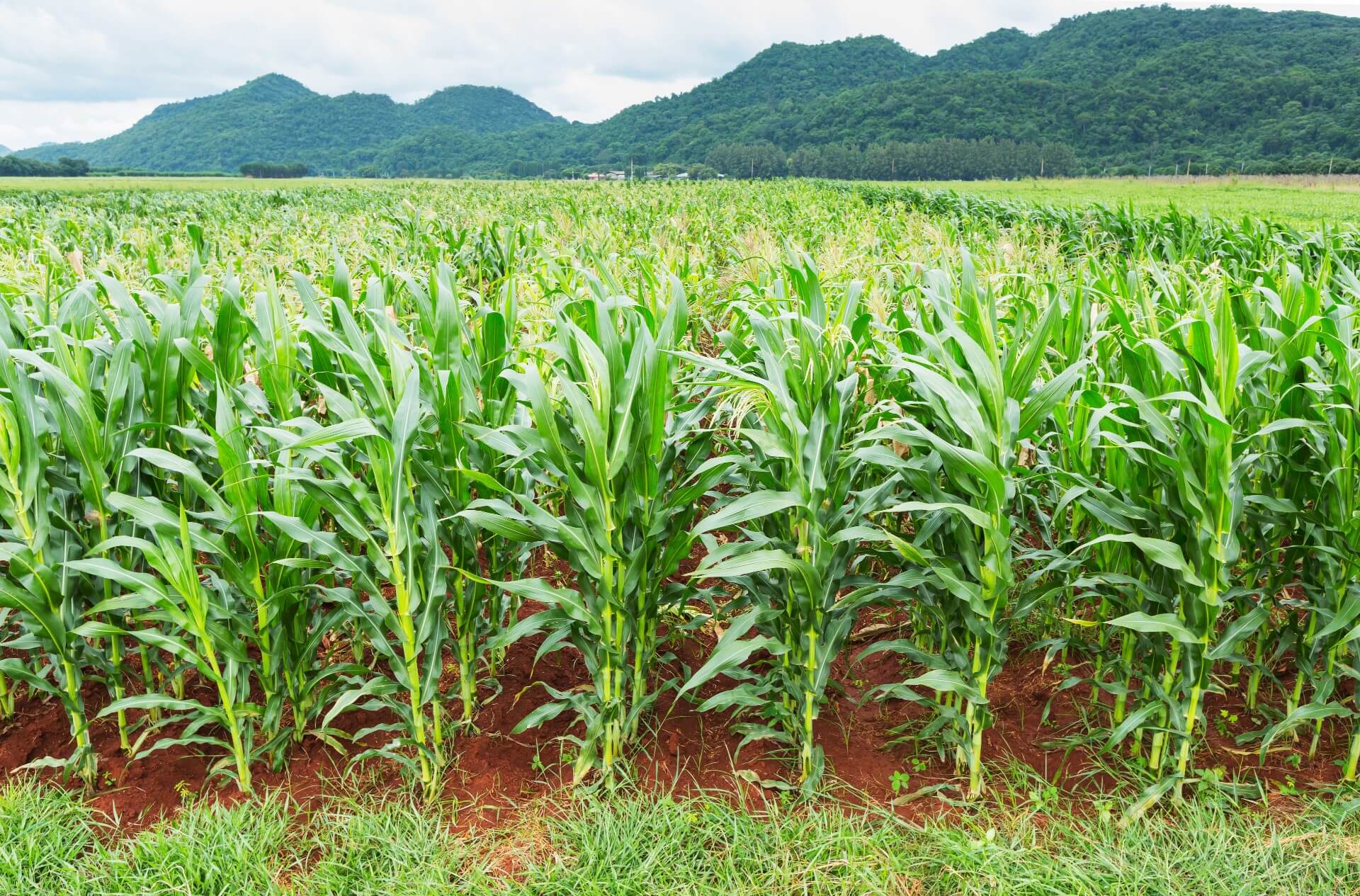 Field of maize